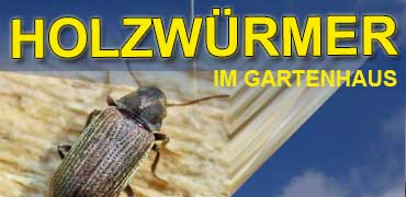 Holzwürmer im Gartenhaus – was tun?